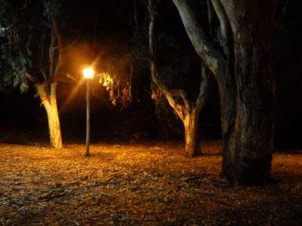 paseo eucaliptos